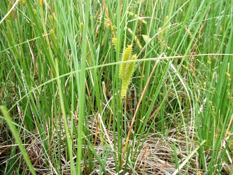 Carex rostrata / Carice rigonfia